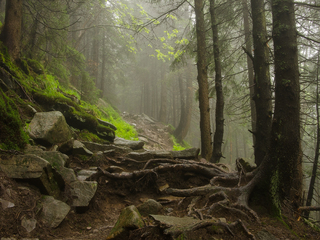 Коріння і каміння.