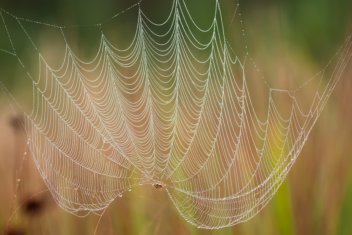 Павутиння - вітрильник.