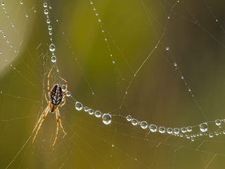 Творець перлин.