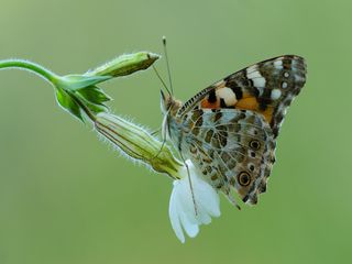 Тиша, квітка і метелик.