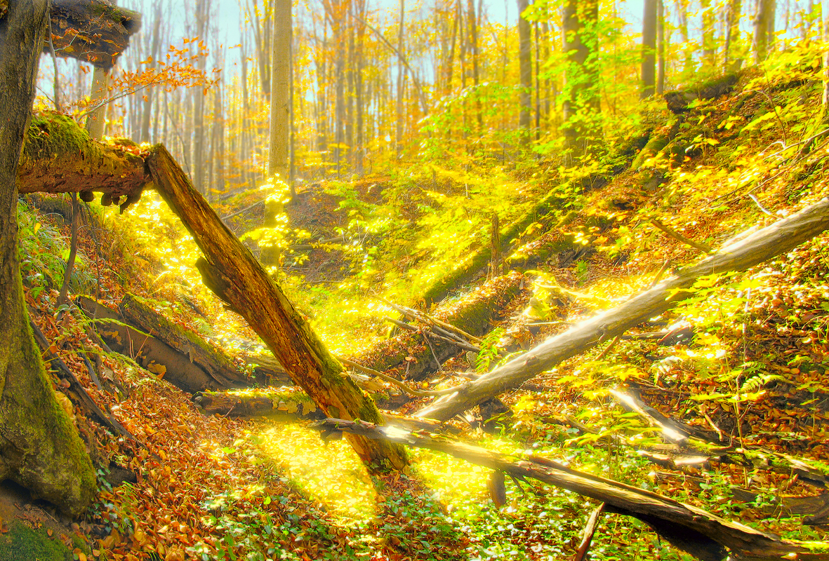 Сонячне світло