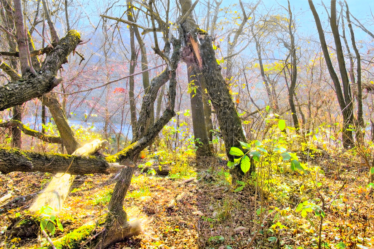 Поломане дерево