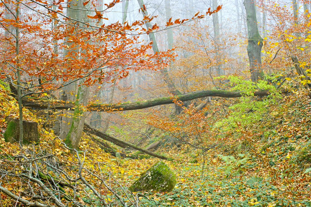 Осінній ліс