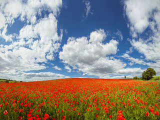 Червоні маки