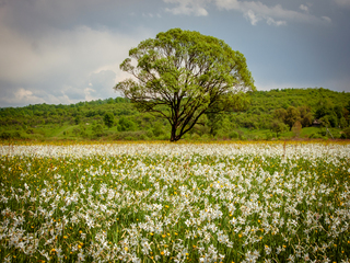 Долина НАРЦИСІВ