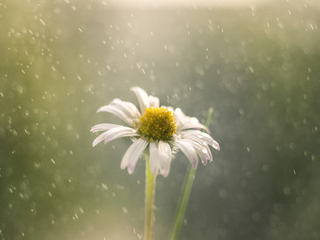 благодатний дощ