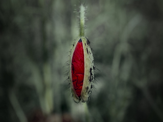 таїнство народження