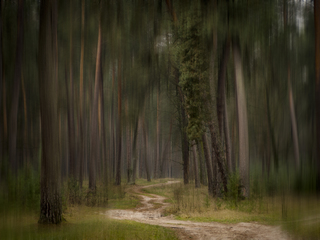 Мрії старого лісу