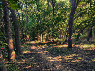 ПОД ПОЛОГОМ ПЬЯНОГО ЛЕСА . . .