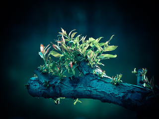 ЗАРОЖДЕНИЕ НОВОЙ ЖИЗНИ . . .