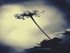 КУСОЧЕК МАКРОМИРА . . .