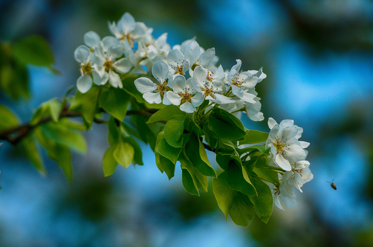 ЦВЕТУЩАЯ ГРУША . . .