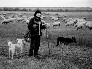 Бессарабский пастух