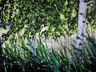 Зелений шум