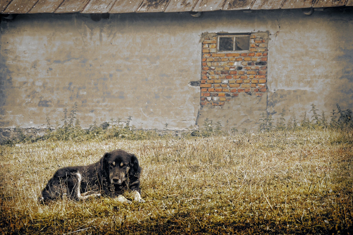 Жив-був пес
