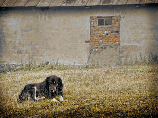 Жив-був пес