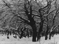 Зимова графіка