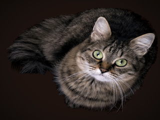 Портрет кицьки