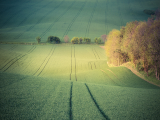 Сонячні поля