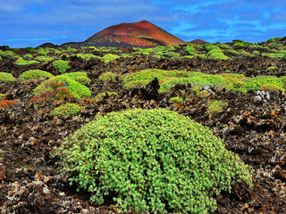 Life on the volcanoes nr.2