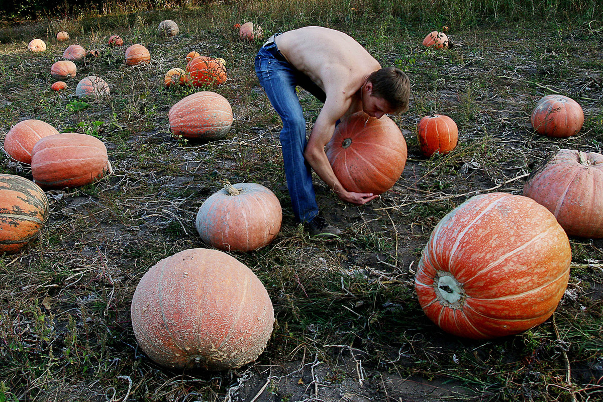 Гарбузовий врожай