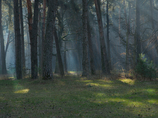 Ранок у сосновому бору