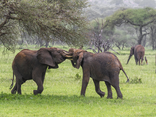 AFRICAN ELEPHANTS SPARRING 1