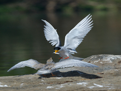 RIVERTERN FEEDING IN AIR