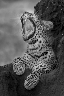 LEOPARD YAWNING
