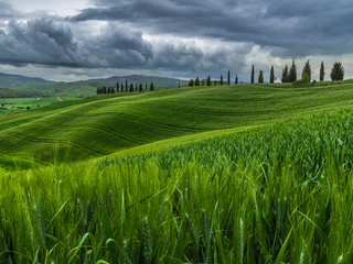 In Tuscany fields