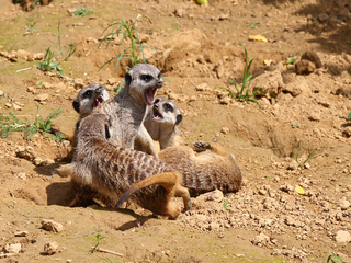 Meerkats