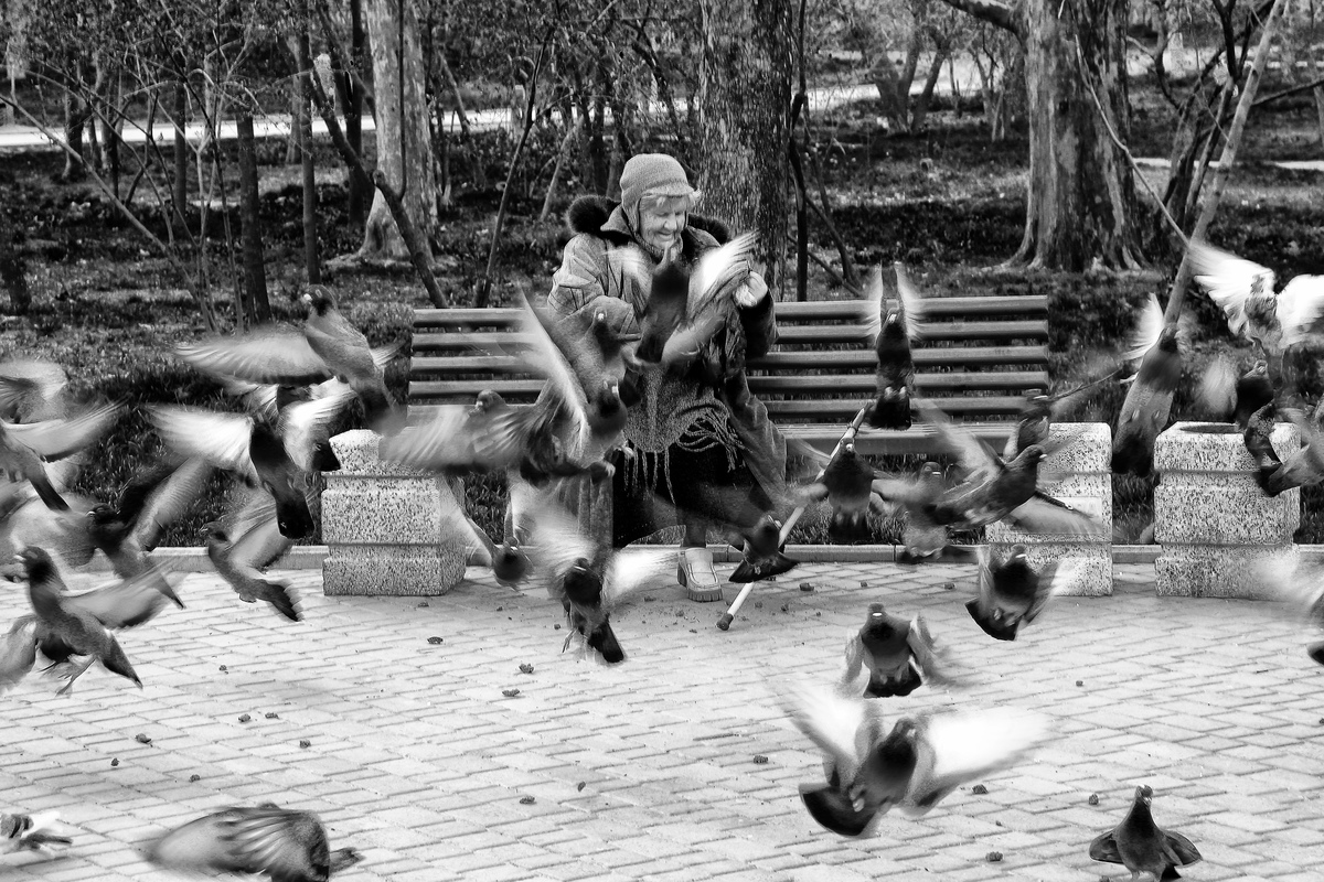 Pigeons shepherdess