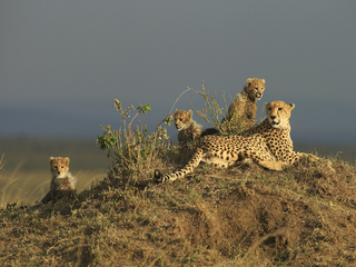 cheetah with 3 cubs