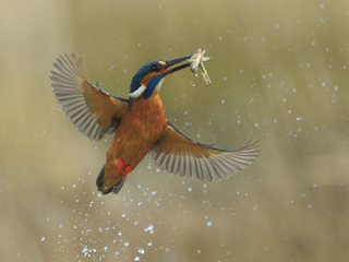 kingfisher caught fish