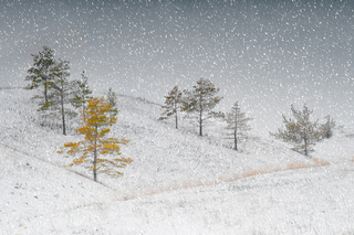 Лесные истории о зиме