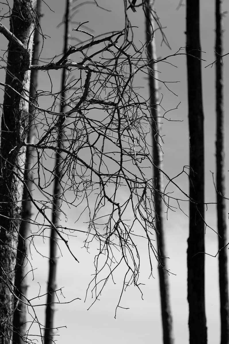 Лісова графіка