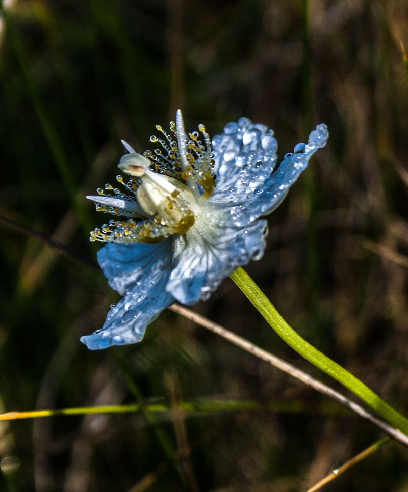 Ранкова  роса
