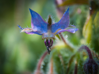Благородний павич