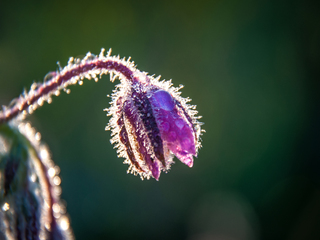 Плачу від щастя