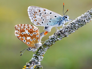 Paring Bleke Blauwtjes