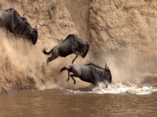 Great Migration of Wildebeest