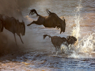The Great Migration of Wildebeest