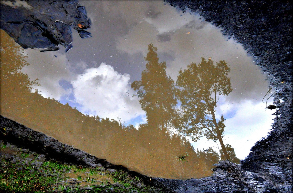 Trees in a puddle
