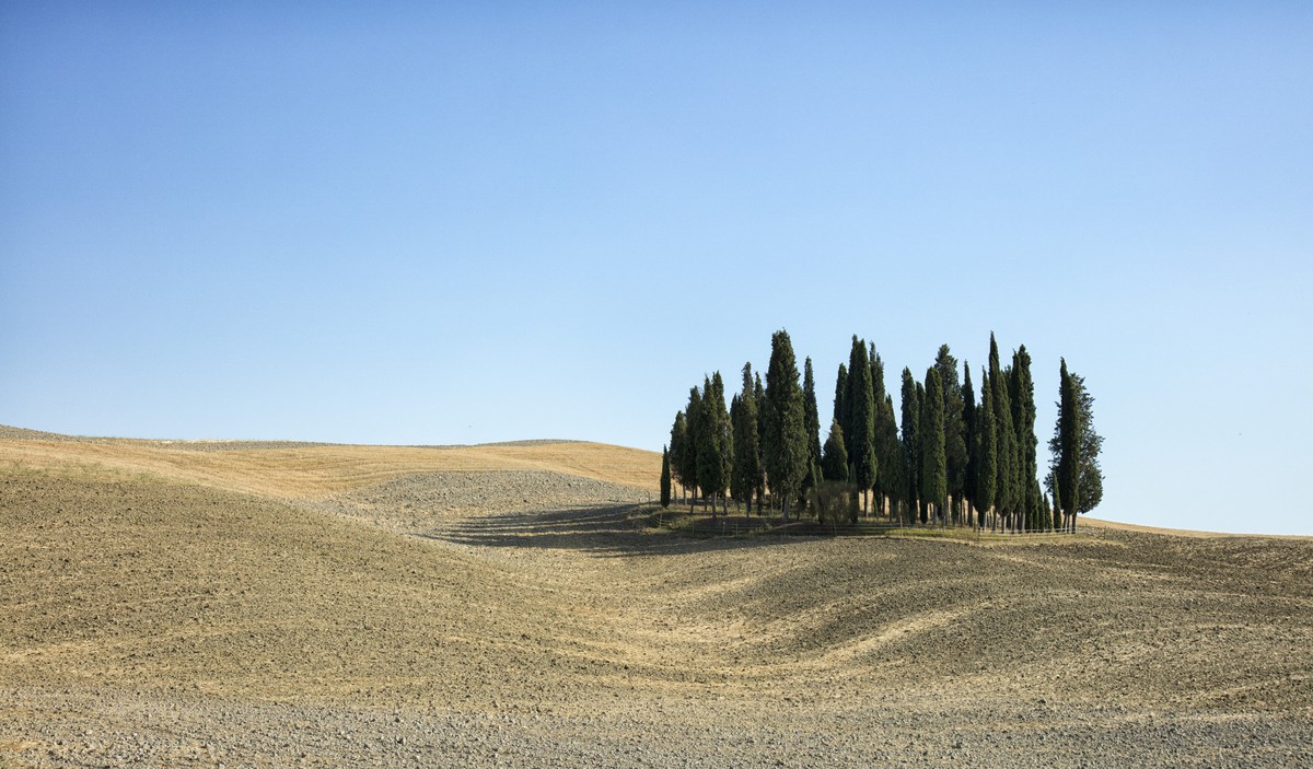 Tuscan Trees