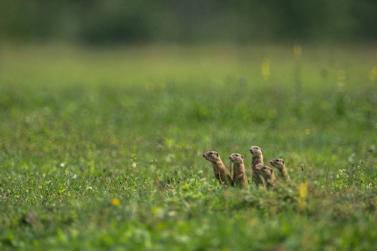 Spermophilus citellus vigilance