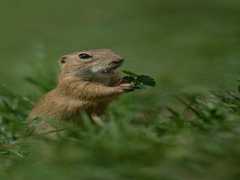 Spermophilus citellus food
