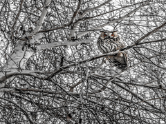 Mysiarka usata- Asio otus