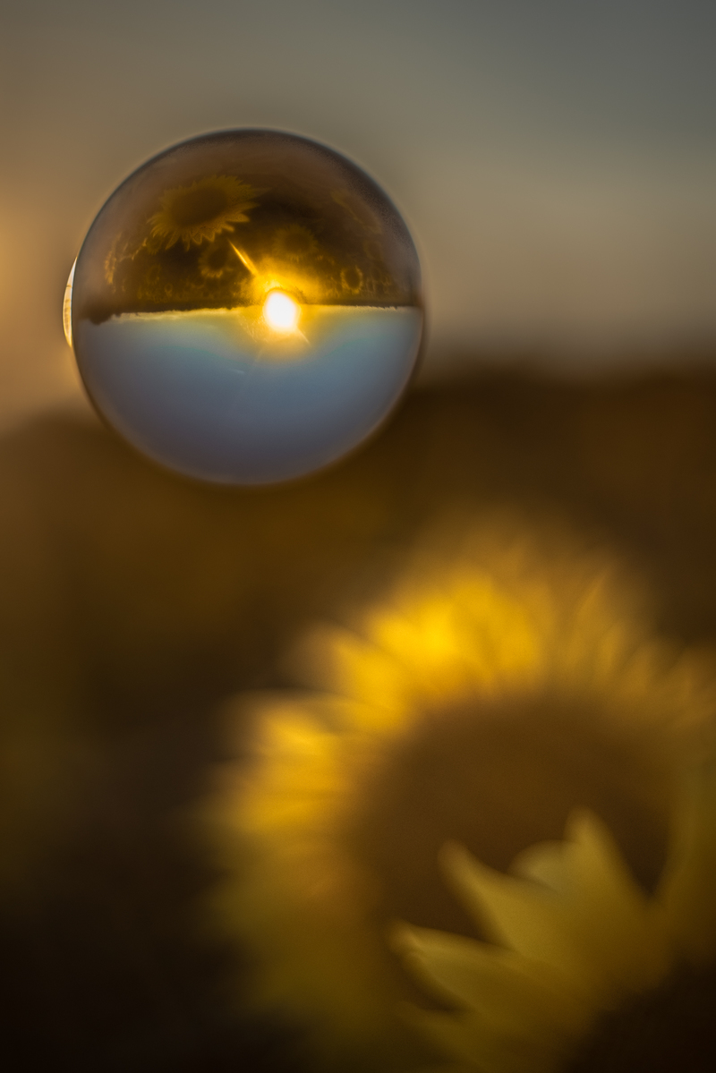 Sunflower in glass sphere