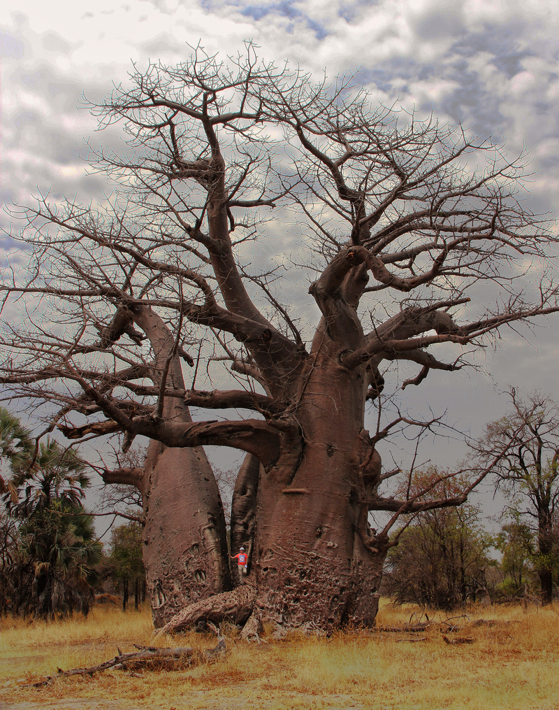 Baobab