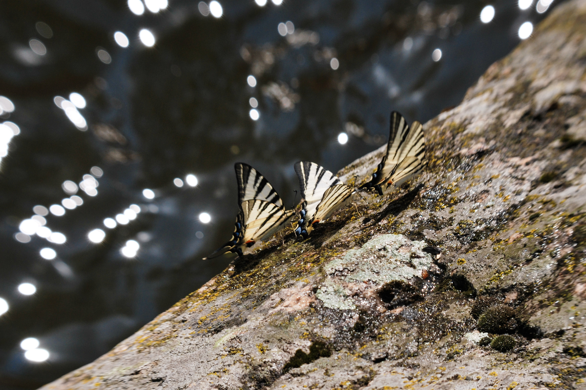 А бабочка крылышками